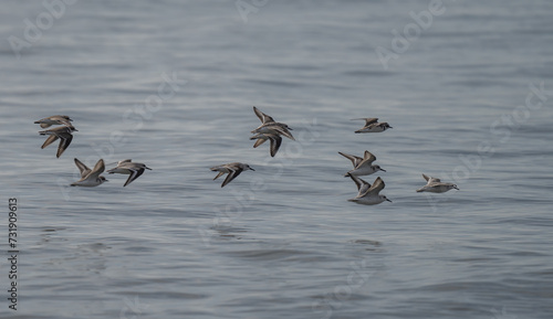 Group of Sanderlings and kentish plovers in flight over the mediterranean sea	