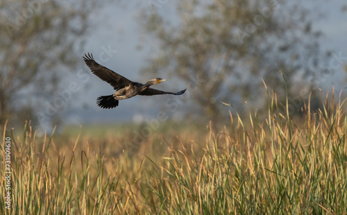 Cormorant in flight over the marsh 