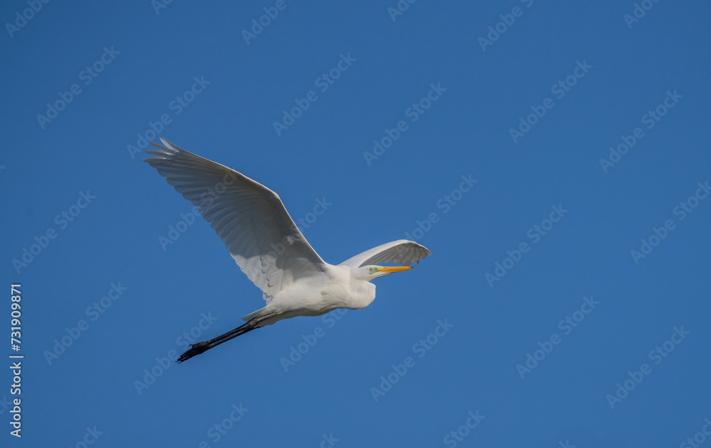 great egret in flight over the ebro river marshes great egret in flight over the ebro river marshes