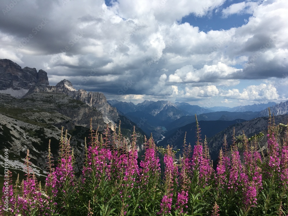 Pink flowers and Tre Cime di Lavaredo, Drei Zinnen, Dolomiti, Dolomites Alps, Italy