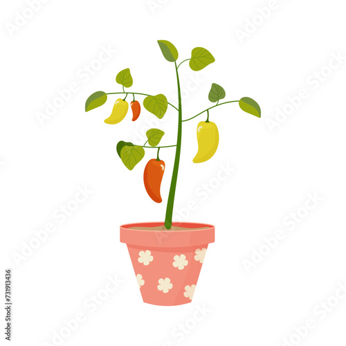 Pepper grown in a pink pot with flowers, on the balcony, spring planting vector illustration