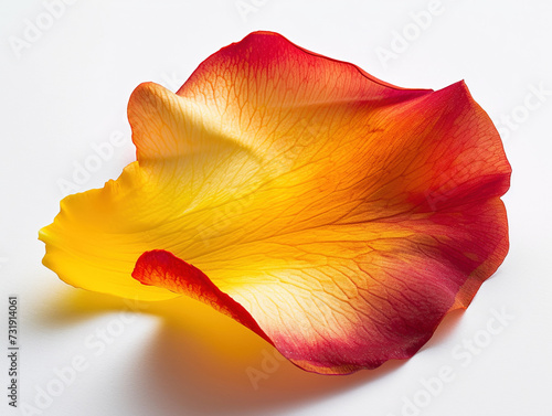 Background with yellow and red flower petals, macro detail