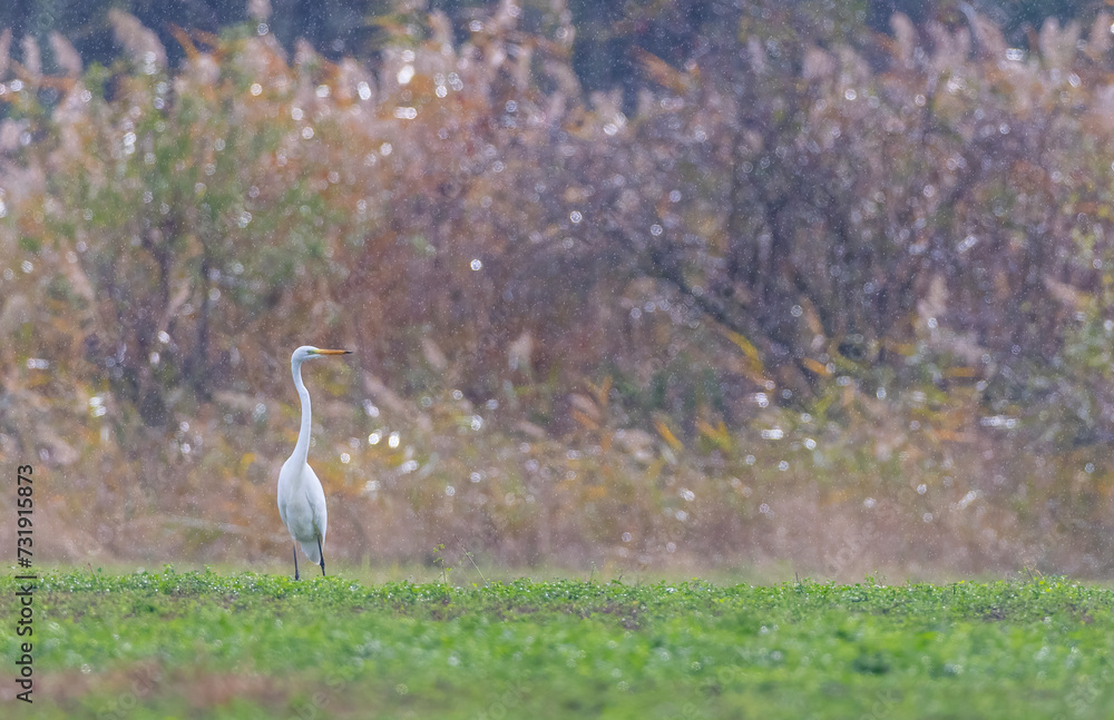 White heron, (Ardea alba, Egretta alba), in Hortobagy National Park, UNESCO World Heritage Site, Puszta is one of largest meadow and steppe ecosystems in Europe, Hungary White heron, (Ardea alba, Egretta alba), in Hortobagy National Park, UNESCO World Heritage Site, Puszta is one of largest meadow and steppe ecosystems in Europe, Hungary