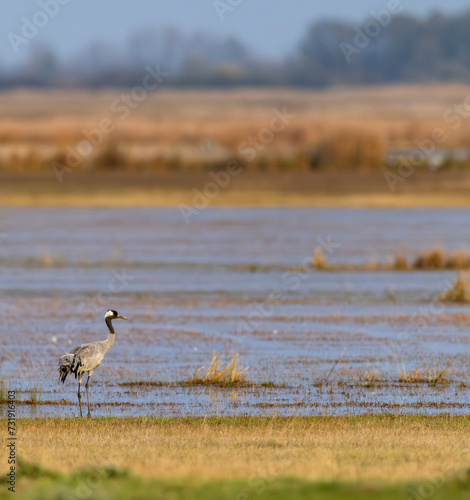 Common Crane, Hortobagy National Park, UNESCO World Heritage Site, Puszta is one of largest meadow and steppe ecosystems in Europe, Hungary