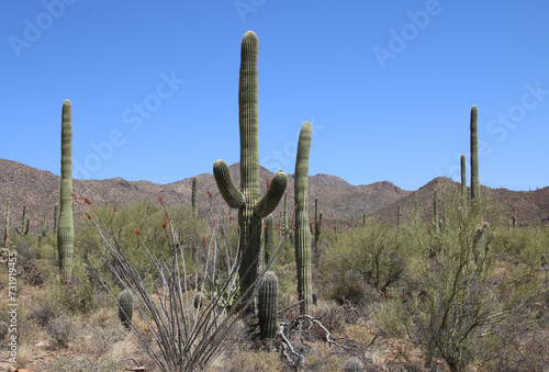 Orgelpfeifenkaktus - Organpipe cactus photo
