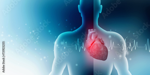 3d illustration  Anatomy of Human Heart 
 photo