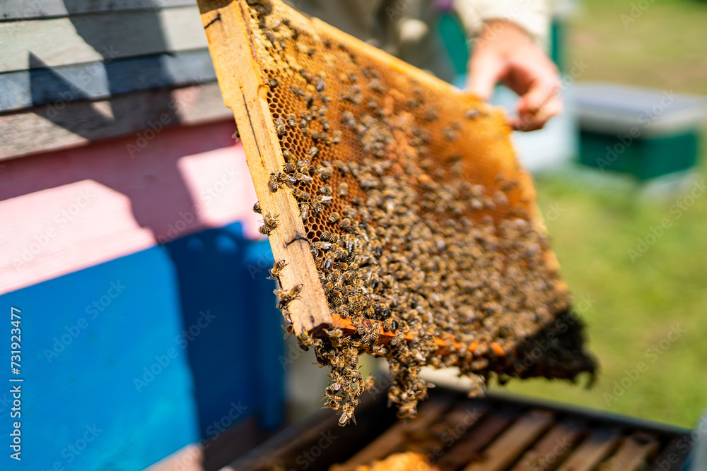 Beekeeper holds honeycomb with bees in his hands Beekeeper holds honeycomb with bees in his hands