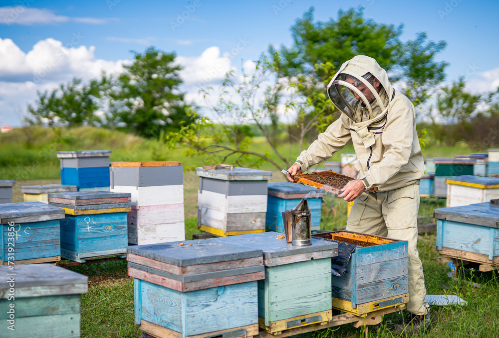 Beekeeper is working with bees and beehives on the apiary. Beekeeper is working with bees and beehives on the apiary.