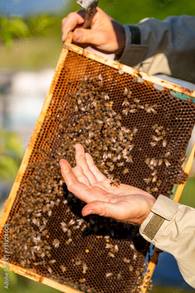 Beekeeper holds honeycomb of beehive with bees
