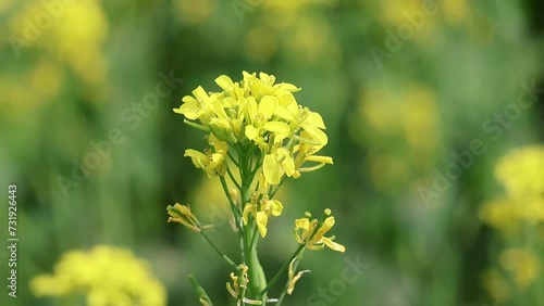 Beautiful yellow mustard flowers are blooming in the vast field. It is known as Sorisa Ful in Bangladesh.  photo