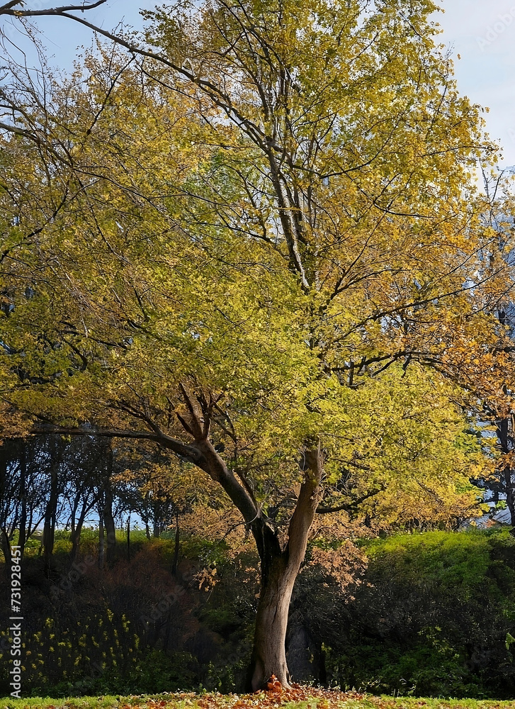tree ash: Majestic Autumn Tree Displaying Golden Foliage at Dusk in a Serene Park Setting tree ash: Majestic Autumn Tree Displaying Golden Foliage at Dusk in a Serene Park Setting
