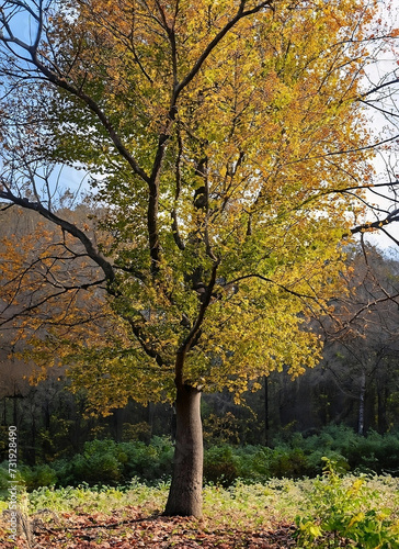  tree ash  Majestic Autumn Tree Displaying Golden Foliage at Dusk in a Serene Park Setting