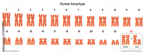 Human karyotype vector. Chromosome structure. Autosomes and Sex chromosomes. Male and Female. photo