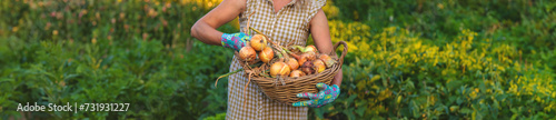 Farmer harvesting onions in the garden. Selective focus.