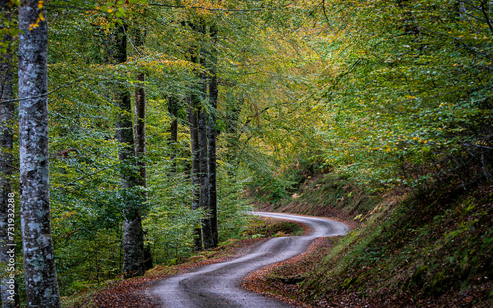 Obraz premium Otoño, otoñal hayedo, Cantabria, Asturias, España