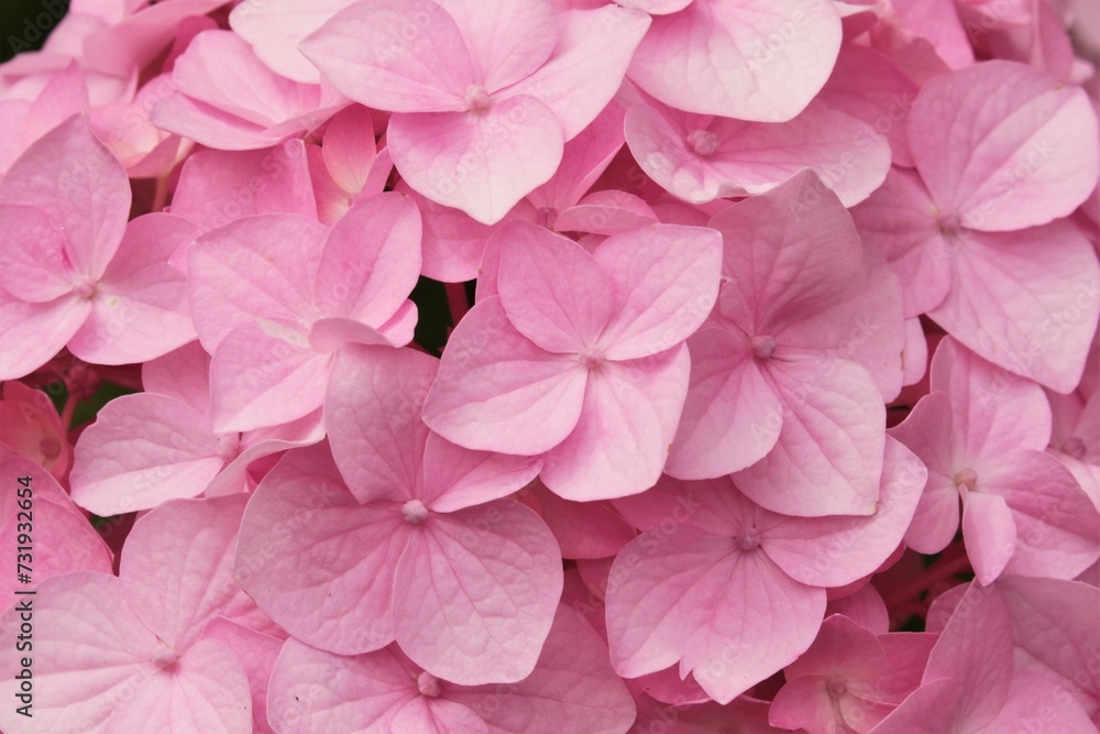Pink hydrangea flowers. Macro. Gardening. Texture. Pink hydrangea flowers. Macro. Gardening. Texture.