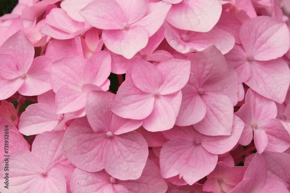 Pink hydrangea flowers. Macro. Gardening. Texture. 