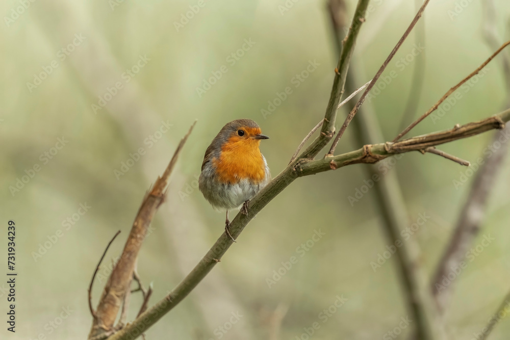 Robin on a branch in a forest, close up in Scotland