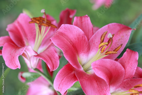 Pink lily flower. Beautiful lilies in the summer garden. Lilium belonging to the Liliaceae. Oriental Hybrid Lily close up. Pink Stargazer Lily flower. Full blooming red Asiatic lily flower. 