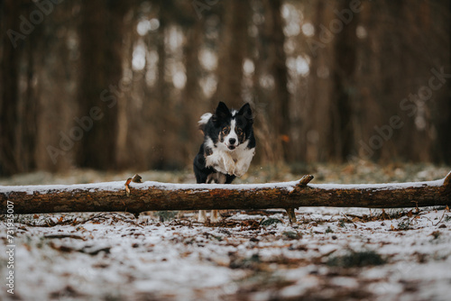 Czarno-biały pies border collie skacze przez drzewo w zimowej scenerii