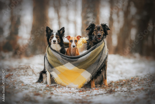 Trzy psy siedzą na śniegu otoczone zimowym szalikiem