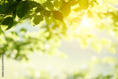 Spring Background With Green Foliage