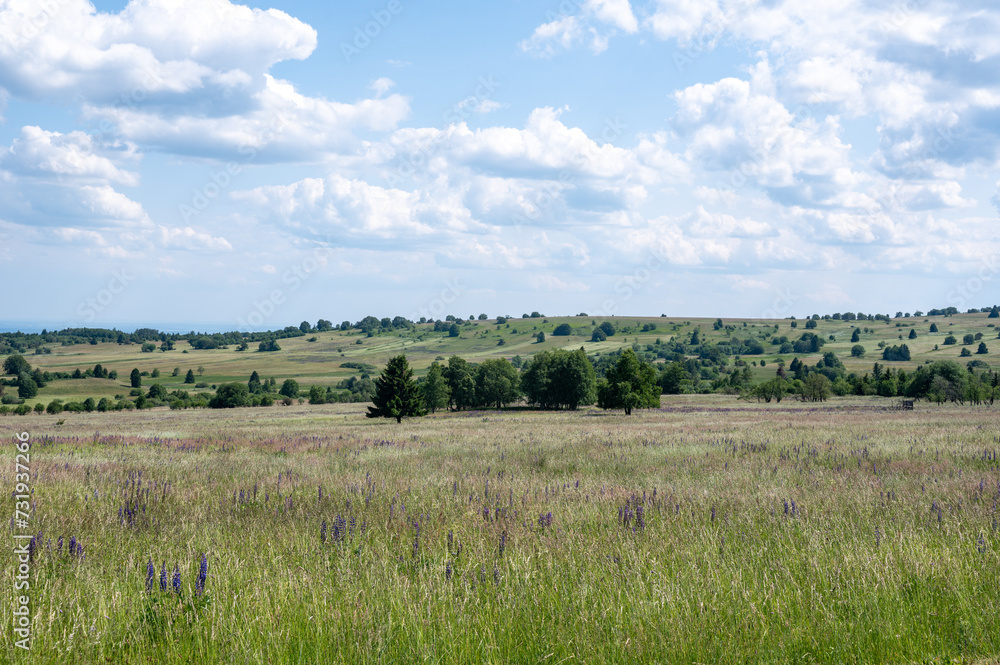 Landscape and meadow with lupins in the high Rhön