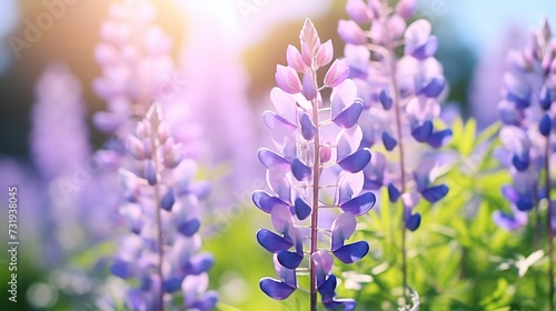 Cute lupine flowers with fluttering in the meadow with smooth bokeh background. Purple flowers lupin for summer concept backdrop.