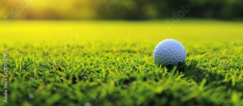 The golf ball lies upon the natural landscape of the golf course's green, surrounded by lush grasses and terrestrial plants.