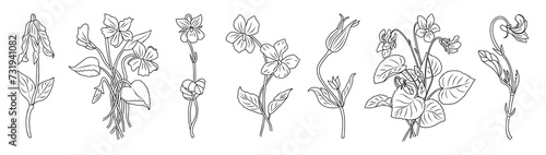 Set of Viola, Violet line art drawings. February birth month flower. Hand drawn black ink outline vector illustrations isolated on white background. Perfect for tattoo, jewelry, wall art design.  photo
