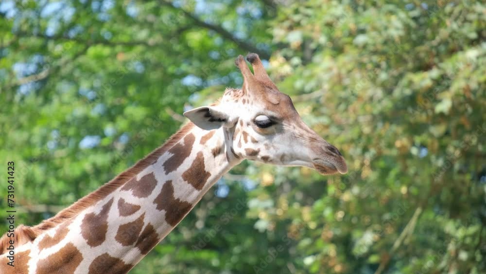 Giraffe's close-up amidst trees with grassy surroundings. Giraffe's close-up amidst trees with grassy surroundings.