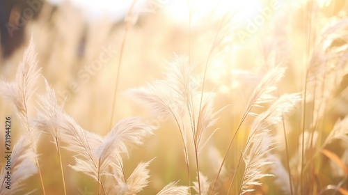Beautiful pampas grass at the field with smooth bokeh sun light for nature and summer concept background. photo