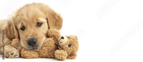 Adorable Pet Dog: Golden Retriever Puppy Cuddles Plush Bear Toy, Creating Heartwarming Scene. White Background. 