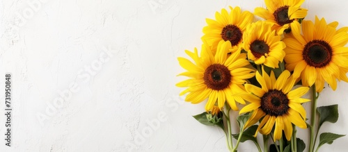 A collection of vibrant sunflowers adorns a pristine white surface, showcasing the beauty of these annual flowering plants.