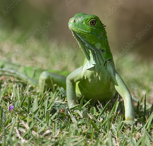 Little Green Iguana