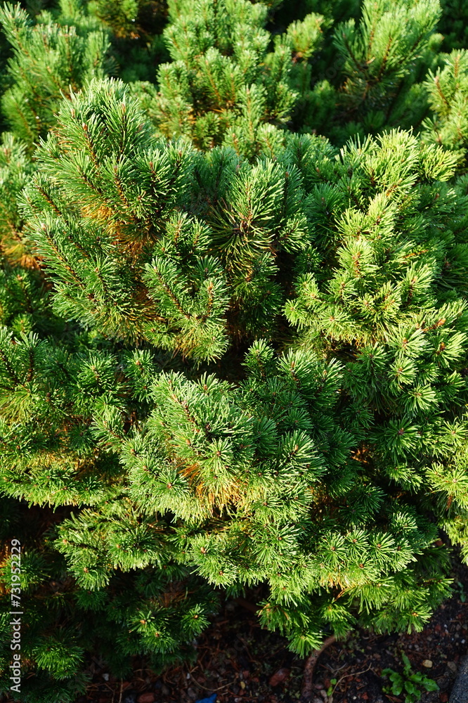 Thorny branches of an evergreen spruce. Thorny branches of an evergreen spruce.