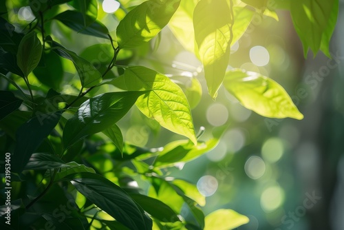 Sunlight Filtering Through Vibrant Green Leaves