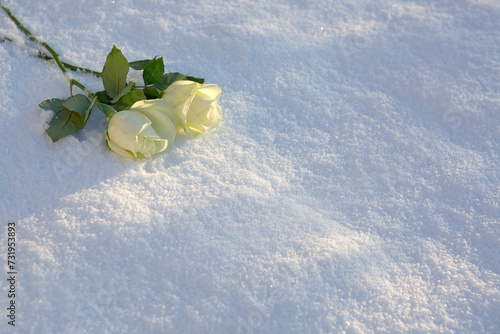 Two white roses on snow background.