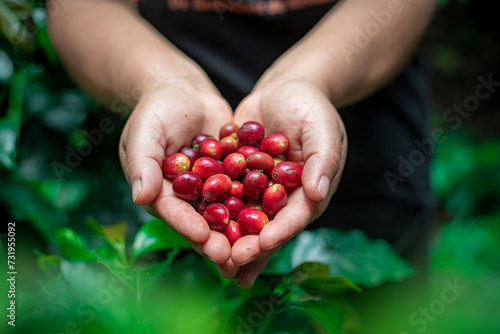 HANDS OF THE FIELD - COFFEE GROWER