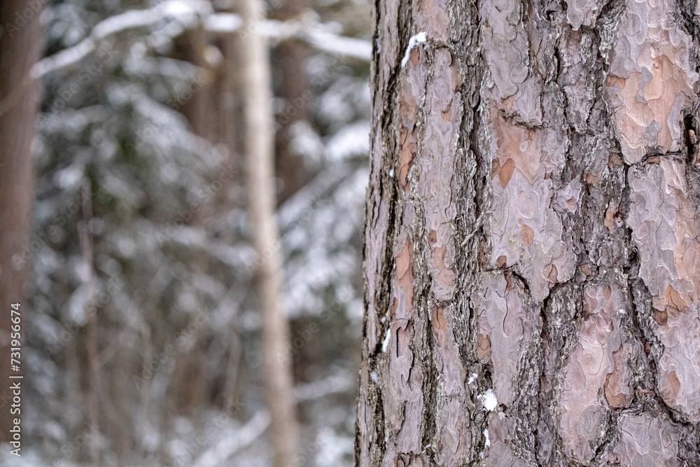 Fototapeta premium pine tree trunk in a pine forest. Natural bark background, texture, abstract, copy space