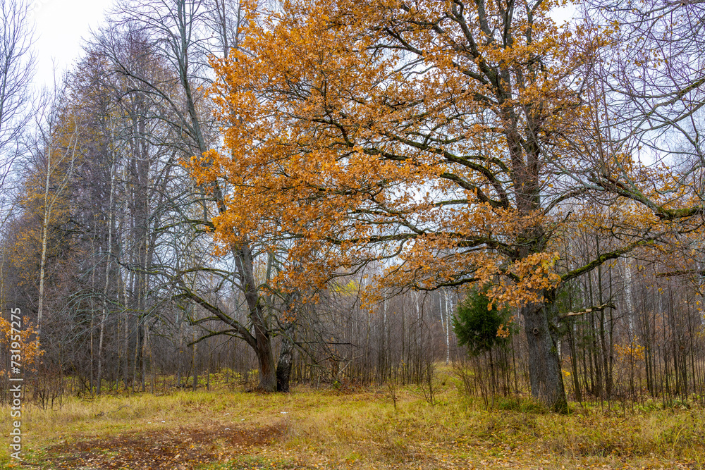 Autumn landscape in the forest, yellowed dry grass, trees with their last leaves