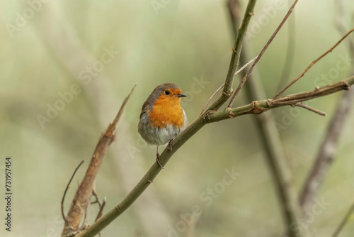 Robin on a branch in a forest, close up in Scotland © Digital Nature 