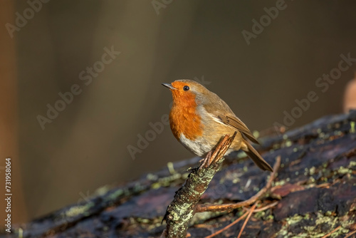Side view of a Robin with a blurred background perched on a branch close up in a forest in Scotland uk