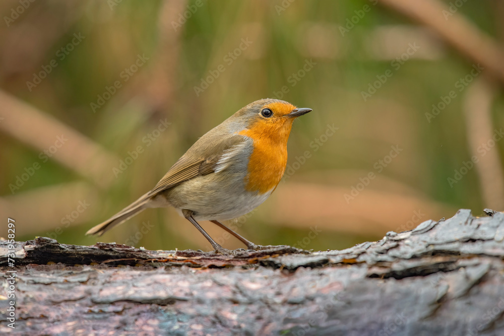 Robin on a tree trunk, close up, in a forest, in Scotland