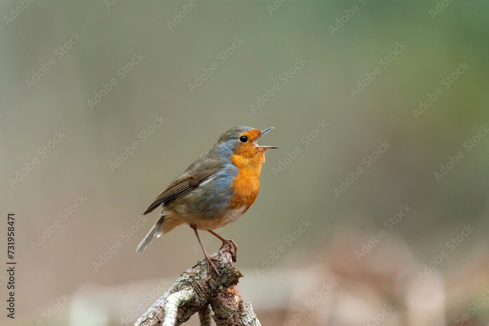 Robin singing on a branch, close up, in a forest, in Scotland