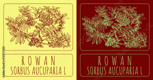 Vector drawings ROWAN. Hand drawn illustration. Latin name SORBUS AUCUPARIA L.
