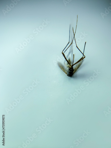 macro photo of a dead mosquitoes on a white background photo