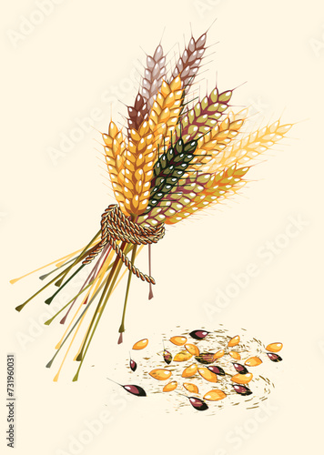 Ear  of agriculture wheat.Grain .Banner from ripe wheat