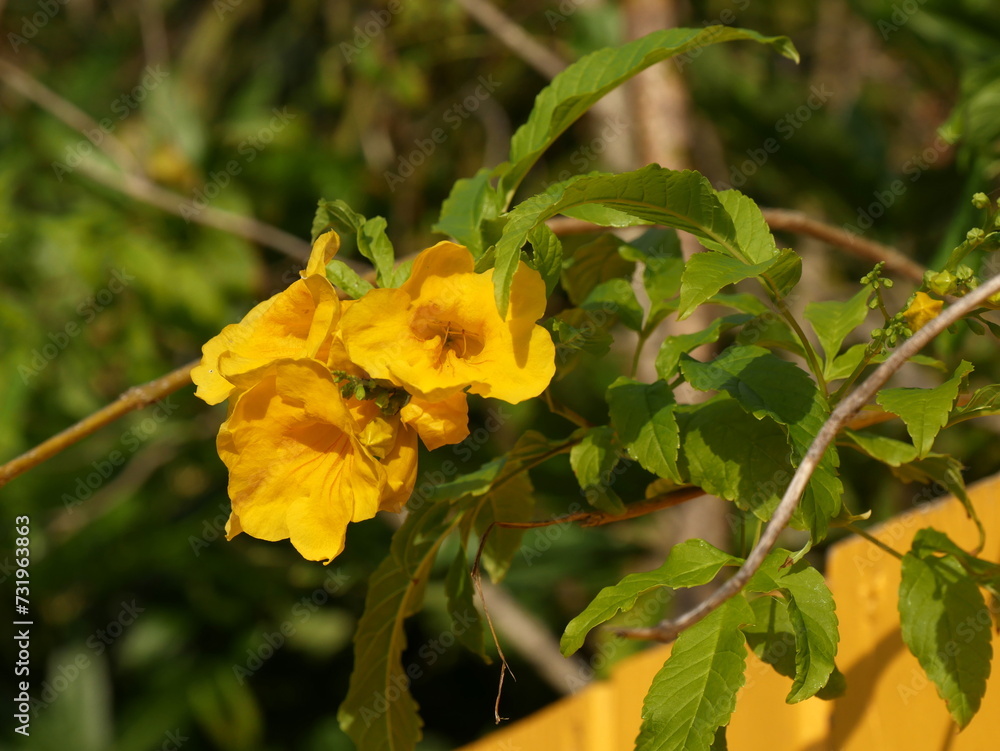 close up of yellow tecoma stans flowers or yellow elder close up of yellow tecoma stans flowers or yellow elder