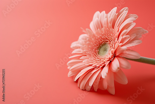 peach daisy on a pink background inyle of mini